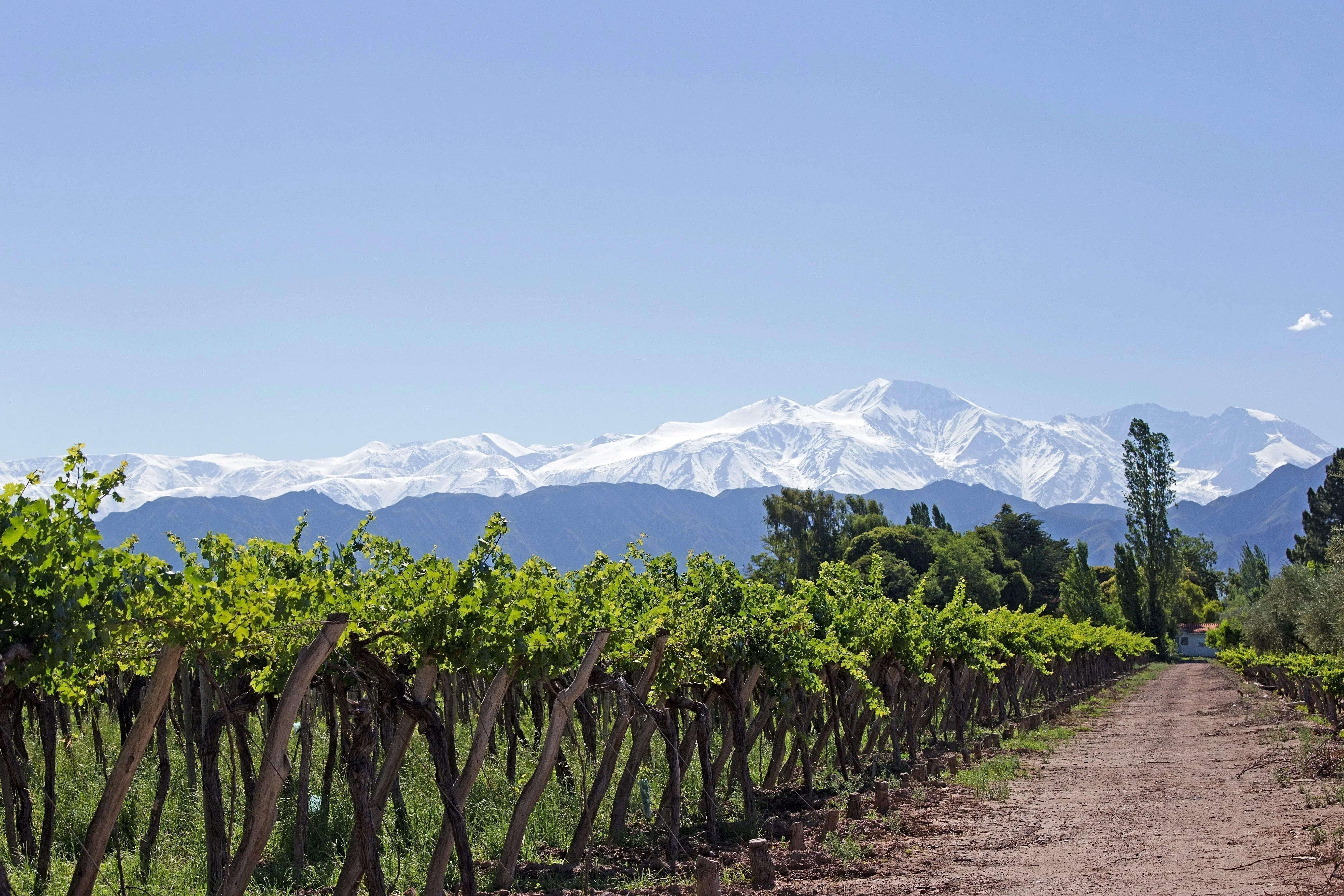 Vineyard in Argentina with rows of grapevines stretching toward the snow-capped Andes Mountains under a clear blue sky.