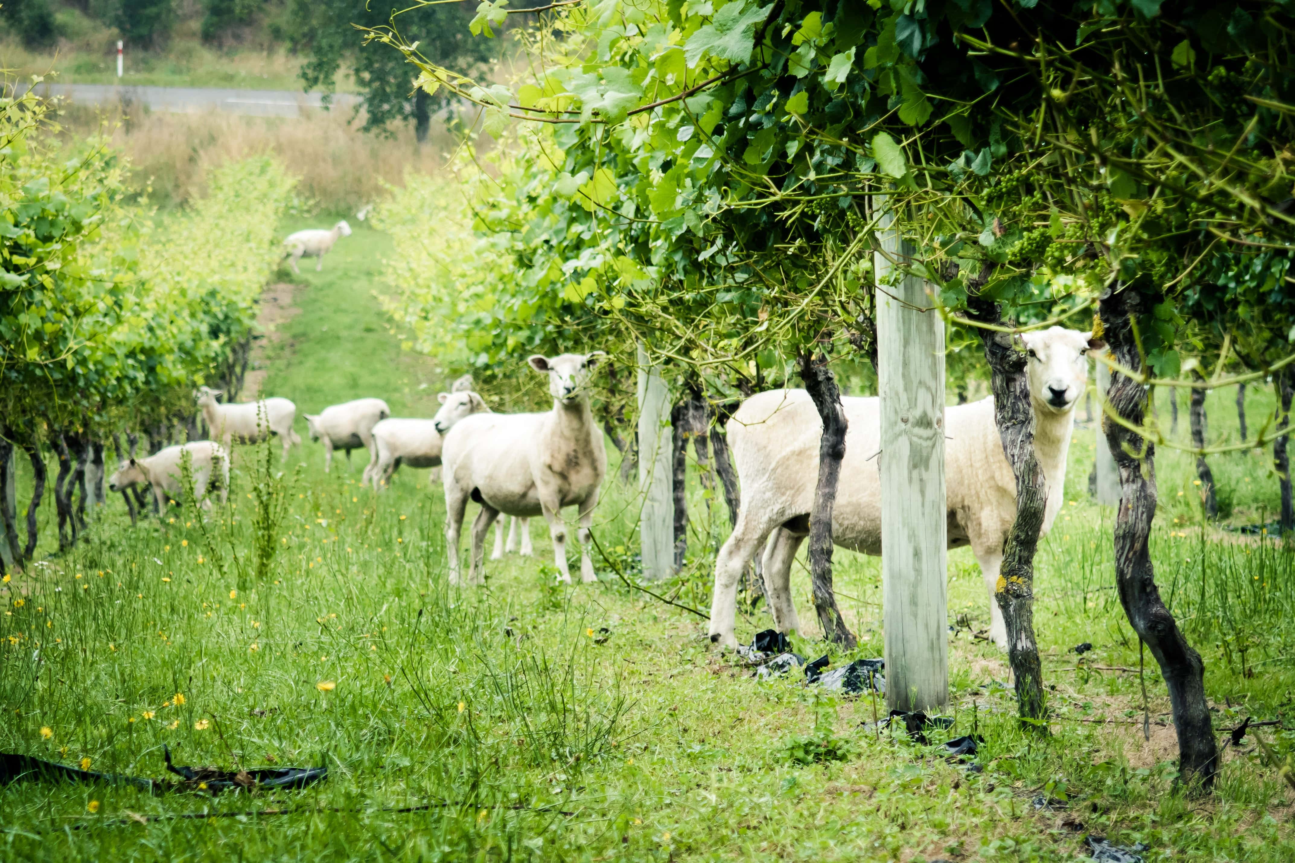 Flock of sheep grazing under lush green grapevines in a vineyard, surrounded by wooden posts and grass, with a country road in the background.
