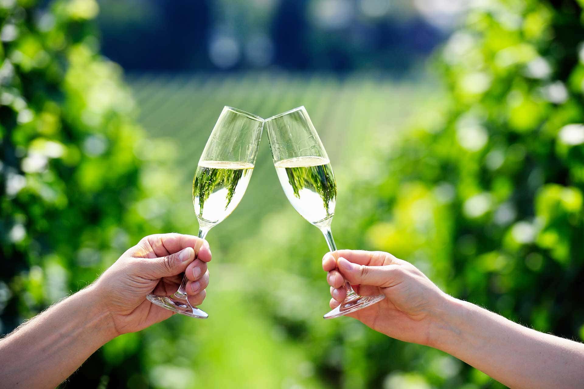 Two hands clinking flutes of sparkling white wine in a lush green vineyard, celebrating with Prosecco outdoors.